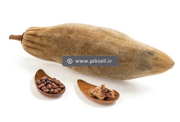 عکس با کیفیت از میوه ی درخت کاکائو