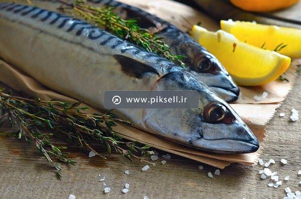 عکس با کیفیت از ماهی های کپور