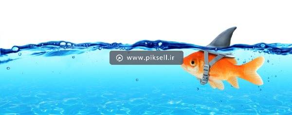 عکس با کیفیت از ماهی با لباس کوسه
