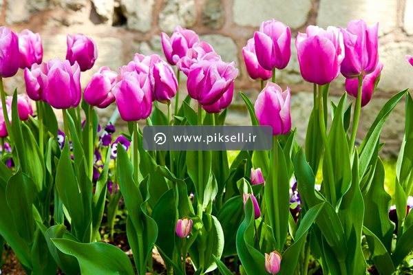 عکس با کیفیت از لاله های بنفش و سفید (باغ گل)