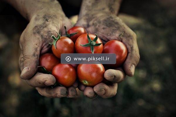 عکس با کیفیت از گوجه و دستان کارگر