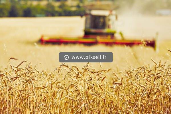عکس با کیفیت از دروی گندم با ماشین درو