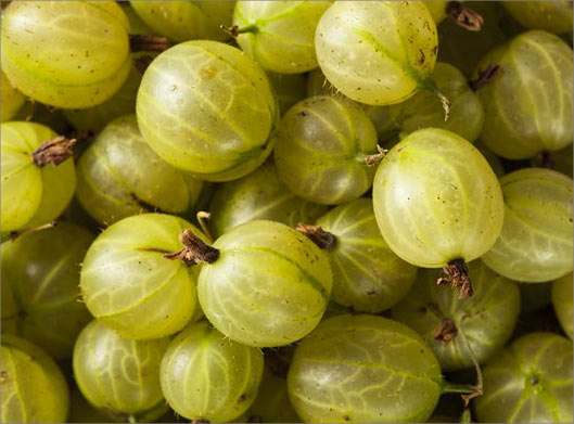 عکس با کیفیت از  انگور فرنگی