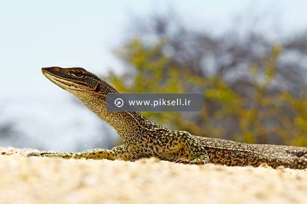 عکس با کیفیت از خزنده خال خالی