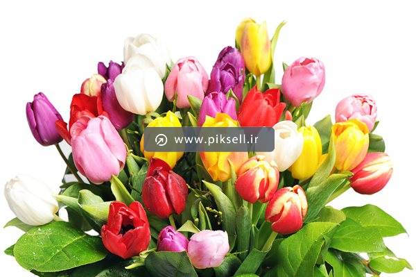 عکس با کیفیت از دسته گل لاله های رنگی