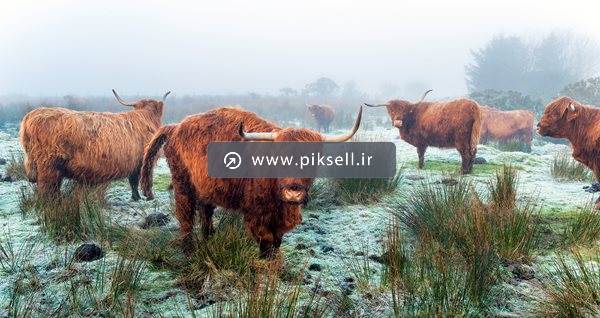 عکس با کیفیت از گاو میش ها در دشت