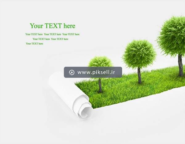 عکس با کیفیت از مراحل رشد درخت