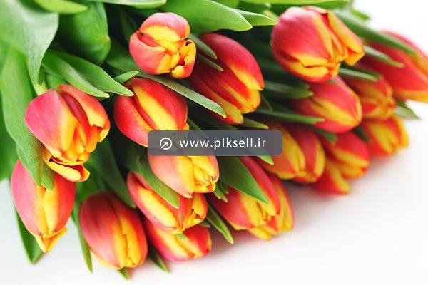عکس با کیفیت از دسته گل لاله از نمای نزدیک