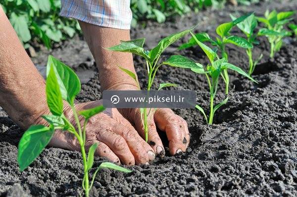 عکس با کیفیت از کاشت بوته ی فلفل