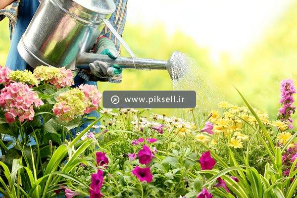 عکس با کیفیت از آبیاری گل ها توسط باغبان