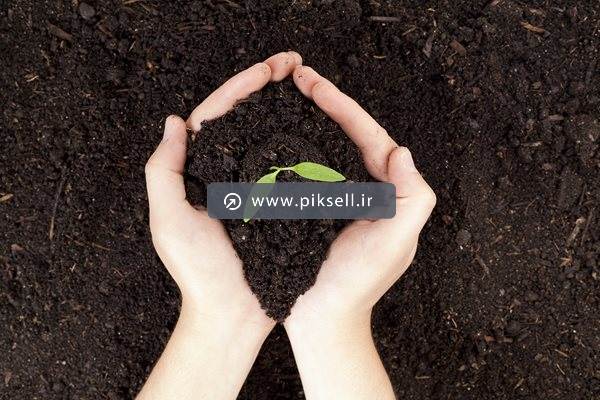 عکس با کیفیت از کاشت لوبیا