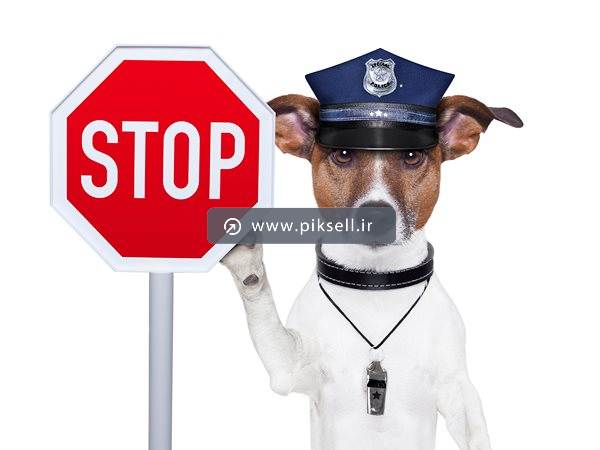 عکس با کیفیت از سگ پلیس و تابلوی stop