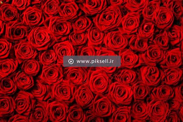 عکس با کیفیت از پس زمینه با گل های رز قرمز