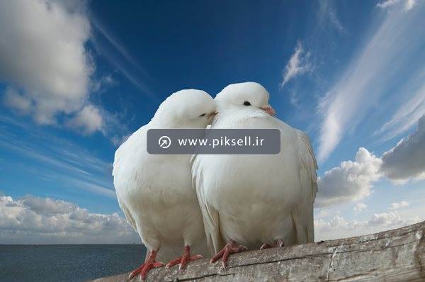 عکس با کیفیت از دو کبوتر عاشق سفید با فرمت jpg
