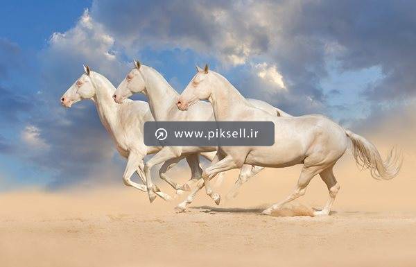 تصویر با کیفیت از یورتمه اسب های سفید وحشی در کویر