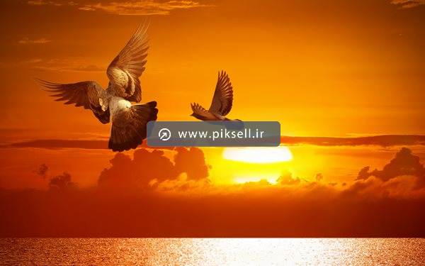 تصویر با کیفیت از پرواز دو کبوتر در غروب خورشید و دریا