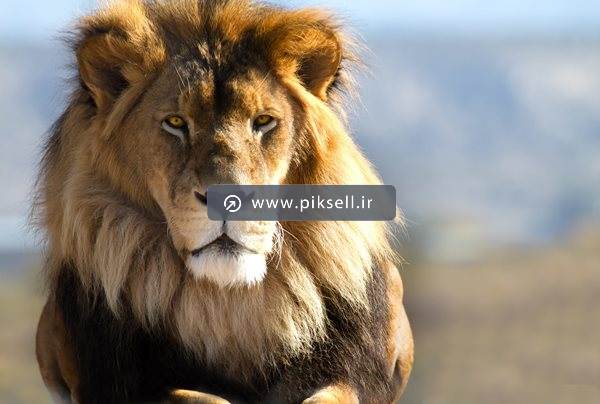 دانلود عکس با کیفیت از سلطان جنگل و شیر جنگل