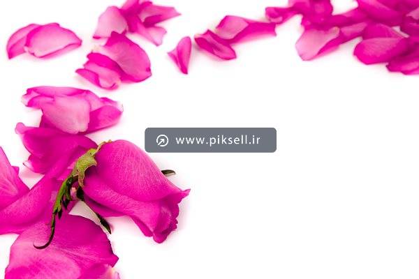 دانلود عکس با کیفیت از گل رز صورتی و گلبرگ