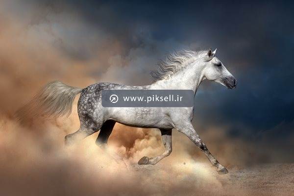 تصویر با کیفیت از یورتمه اسب سفید و گرد و غبار