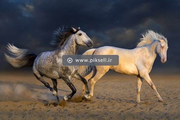 عکس با کیفیت از اسب ها در حال یورتمه در ماسه