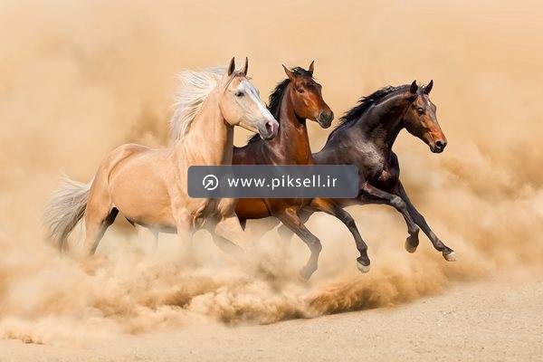 تصویر با کیفیت از یورتمه اسب های وحشی در ماسه و کویر
