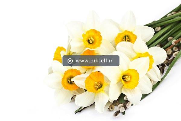 دانلود عکس با کیفیت از دسته گل نرگس