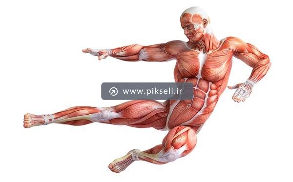 عکس با کیفیت از آناتومی انسان پریده و نمایش ماهیچه ها