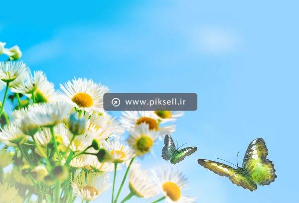 دانلود عکس با کیفیت از گلهای زیبای سفید و پروانه