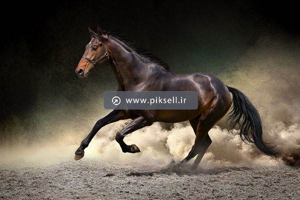 دانلود تصویر با کیفیت از اسب وحشی در حال یورتمه رفتن