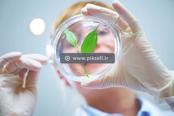دانلود عکس با کیفیت از بررسی برگ درخت و آزمایشگاه