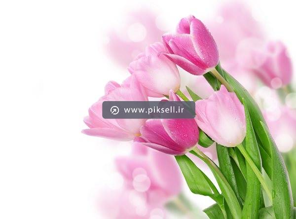 عکس با کیفیت از گلهای لاله صورتی با فرمت JPG