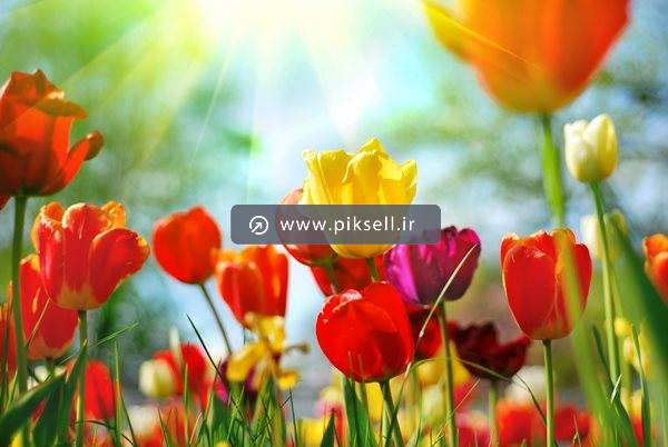 دانلود عکس با کیفیت از لاله زار با رنگ های مختلف