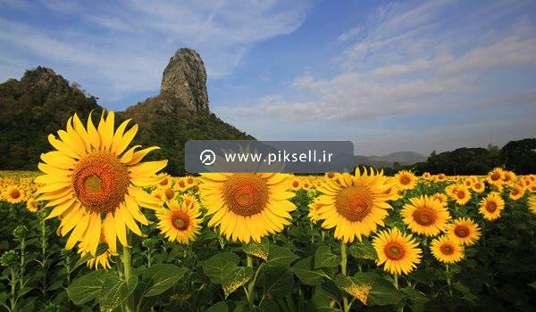 تصویر با کیفیت از مزرعه گلهای آفتابگردان