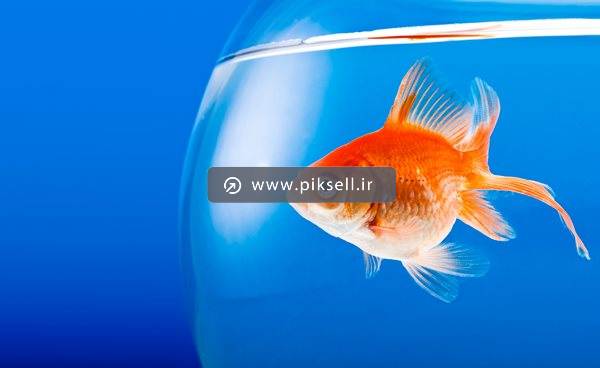 عکس با کیفیت از ماهی قرمز در تنگ شیشه ای با بکگراند آبی