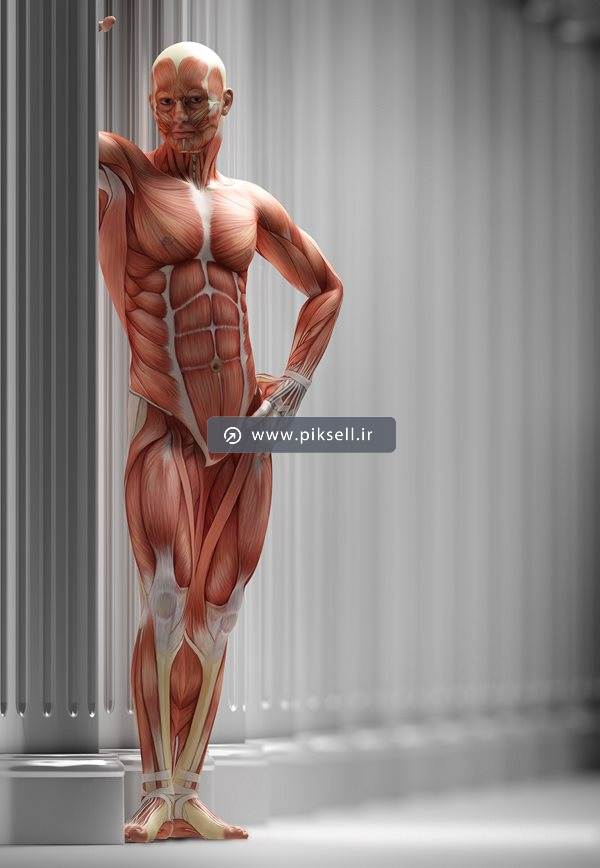 عکس با کیفیت از مرد ایستاده با آناتومی ماهیچه ای