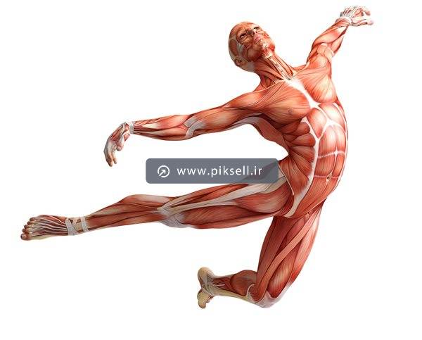 تصویر با کیفیت از آناتومی بدن و ماهیچه و انسان در حال پرواز