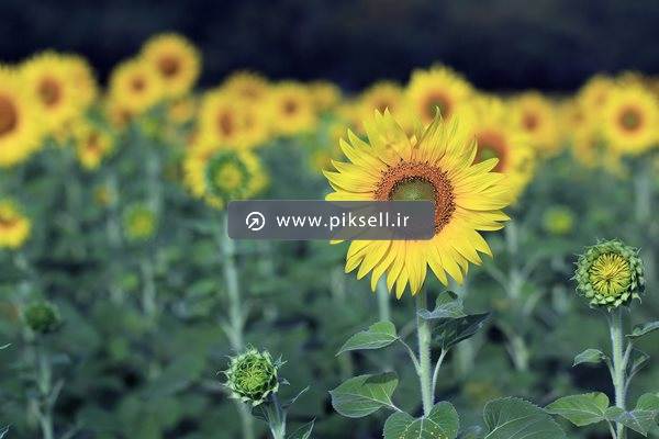 عکس با کیفیت از مزرعه گل های آفتابگردان