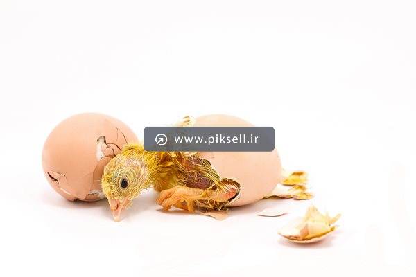 دانلود عکس با کیفیت از تخم مرغ شکسته و جوجه تازه متولد شده