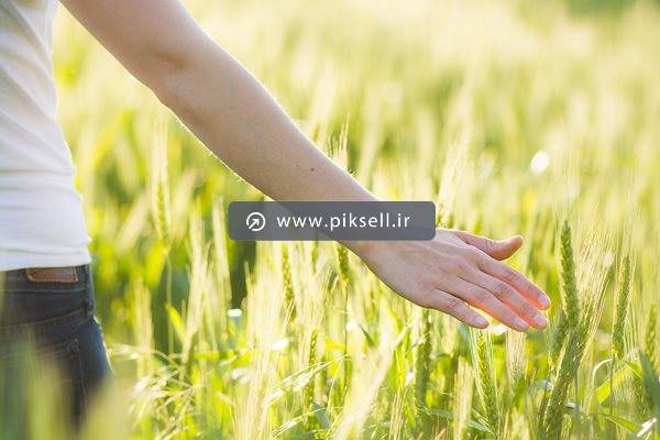 عکس با کیفیت از لمس گندم ها در گندمزار سبز