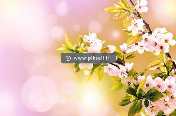 دانلود تصویر با کیفیت از درخت با شکوفه های بهاری