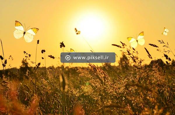 دانلود عکس با کیفیت از علفزار و پروانه ها در طلوع خورشید