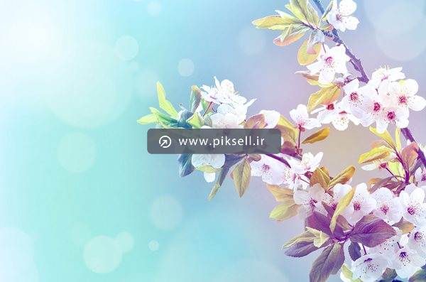 دانلود تصویر با کیفیت از بکگراند با طرح شکوفه های بهاری