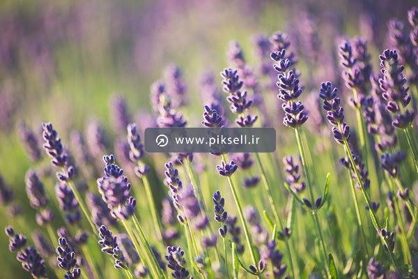 تصویر با کیفیت از یونجه زار و گلهای یونجه بنفش
