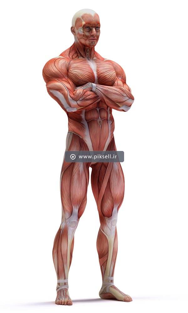 تصویر با کیفیت از آناتومی بدن مرد ایستاده و دست به سینه و نمایش ماهیچه و عضله